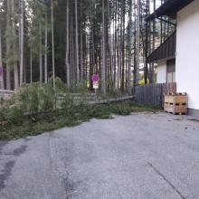 Baum umgefallen 